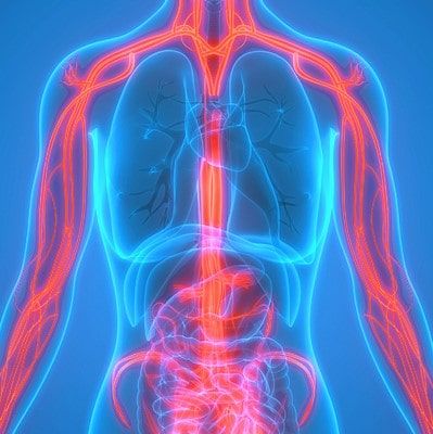 Érgyógyászati vizsgálati csomag – a keringési rendszer átfogó felmérése, a Visegrádi40 Magánrendelőben