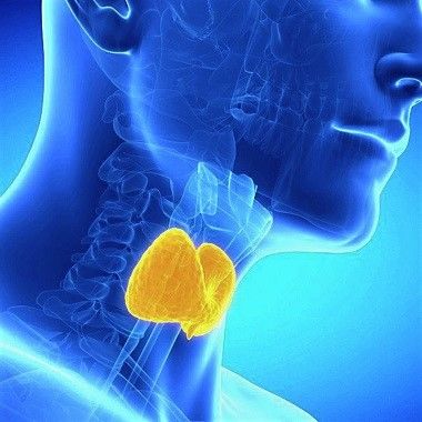 Pajzsmirigy-rendellenességek szakszerű feltárására: Pajzsmirigy ultrahang, laborvizsgálattal egybekötve (TSH, T3, T4), a Visegrádi40 Magánrendelőben